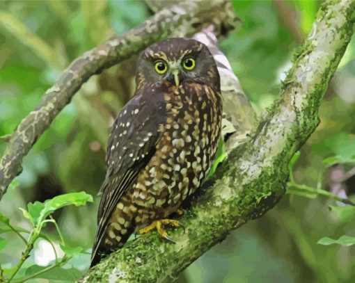 Aesthetic Morepork Paint By Numbers