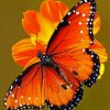 Aesthetic Orange Flowers With Butterfly Art Paint By Numbers