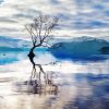 Aesthetic Lake Wanaka Tree New Zealand Paint By Numbers