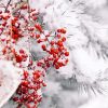 Berries In Winter Paint By Numbers