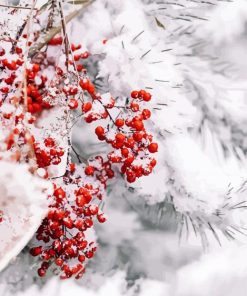 Berries In Winter Paint By Numbers