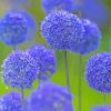 Blue Allium Flowers Paint By Numbers