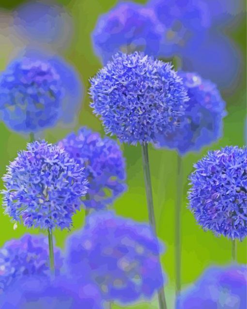 Blue Allium Flowers Paint By Numbers