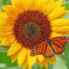 Butterfly With Sunflower Paint By Numbers