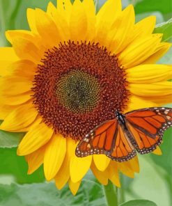 Butterfly With Sunflower Paint By Numbers
