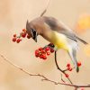 Cedar Waxwing Paint By Numbers