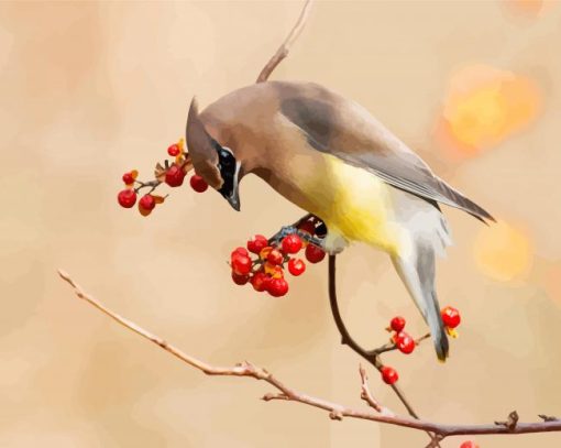 Cedar Waxwing Paint By Numbers