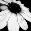 Close Up Monochrome Flower Paint By Numbers