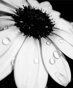 Close Up Monochrome Flower Paint By Numbers