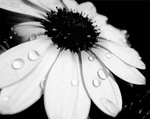 Close Up Monochrome Flower Paint By Numbers