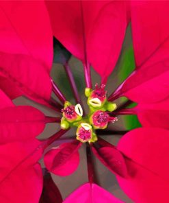Close up Red Poinsettia Paint By Numbers