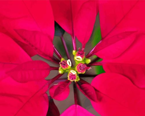 Close up Red Poinsettia Paint By Numbers