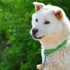 Cute Jindo Dog Paint By Numbers