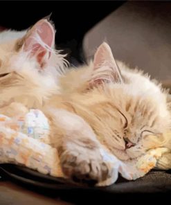 Cute Kittens Sleeping Paint By Numbers