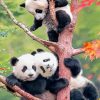 Cute Pandas On Tree Paint By Numbers