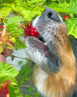 Dog Eating Salmonberry Paint By Numbers