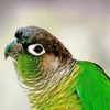 Green Cheek Conure Bird Paint By Numbers