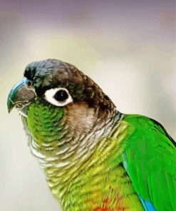 Green Cheek Conure Bird Paint By Numbers