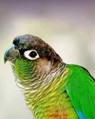 Green Cheek Conure Bird Paint By Numbers