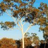 Gum Tree Paint By Numbers