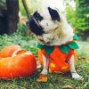 Halloween Pug Paint By Numbers