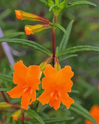 Orange Monkeyflower Paint By Numbers