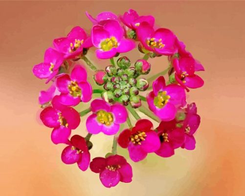 Pink Alyssum Paint By Numbers