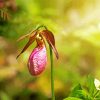Pink Lady Slipper Paint By Numbers