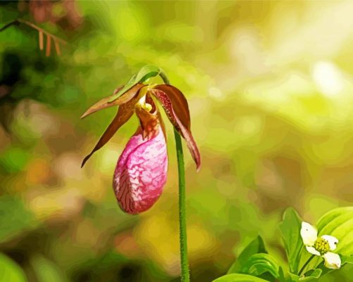 Pink Lady Slipper Paint By Numbers