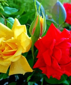 Red And Yellow Roses Flowers Paint By Numbers