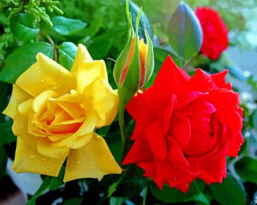 Red And Yellow Roses Flowers Paint By Numbers