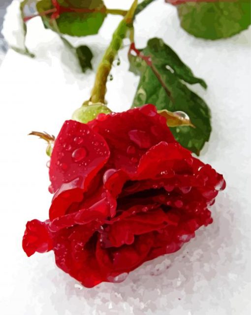 Red Winter Rose Paint By Numbers