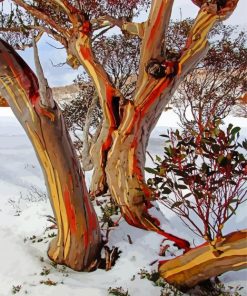 Snow Gums Plants Paint By Numbers