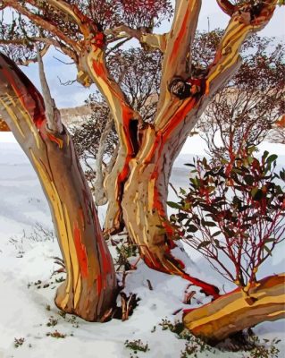 Snow Gums Plants Paint By Numbers