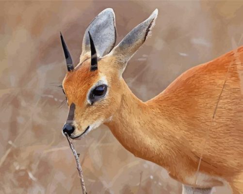 Steenbok Animal Paint By Numbers