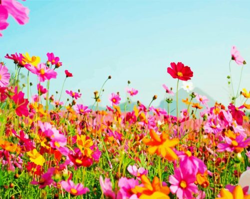 Summer Field Of Flowers Paint By Numbers