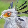 The Secretarybird Paint By Numbers