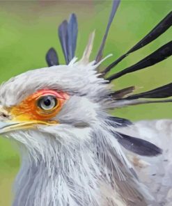 The Secretarybird Paint By Numbers