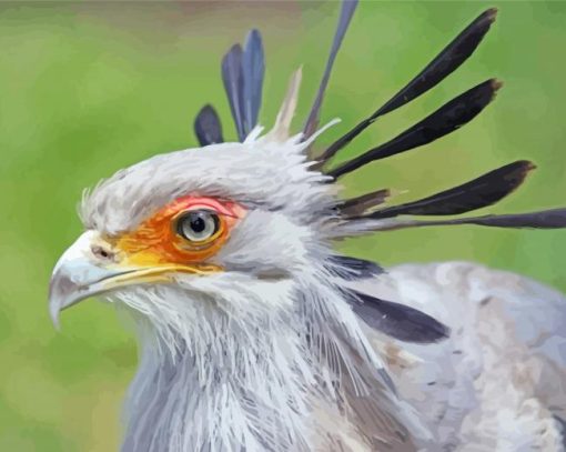 The Secretarybird Paint By Numbers