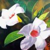 White Mandevilla Paint By Numbers