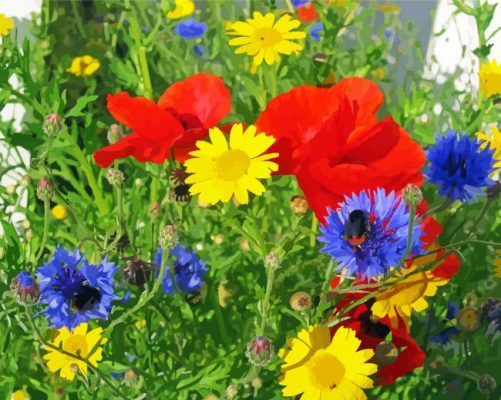 Meadow Wildflowers Paint By Numbers