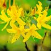 Yellow Azalea Plant Paint By Numbers