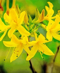 Yellow Azalea Plant Paint By Numbers