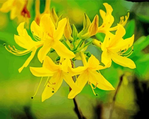 Yellow Azalea Plant Paint By Numbers