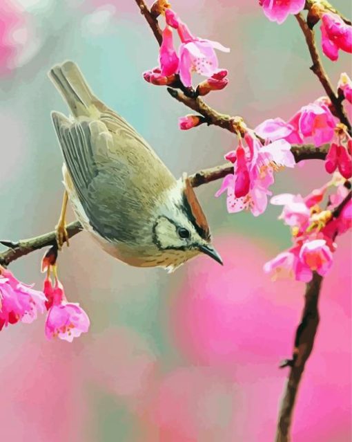 Bird Pink Flower paint by numbers