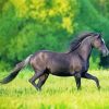 Black Welsh Pony paint by numbers