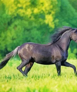 Black Welsh Pony paint by numbers