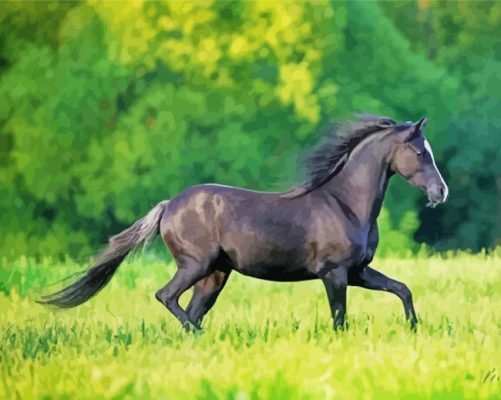 Black Welsh Pony paint by numbers