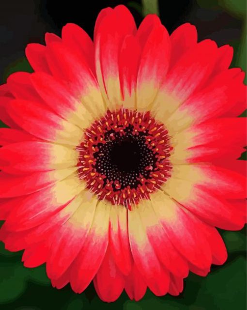 Blooming Red Gerbera Daisy paint by numbers