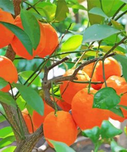 Citrus Orange Tree paint by numbers